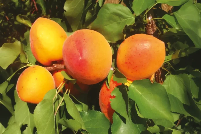 Albicocche Gemma di Agrintesa