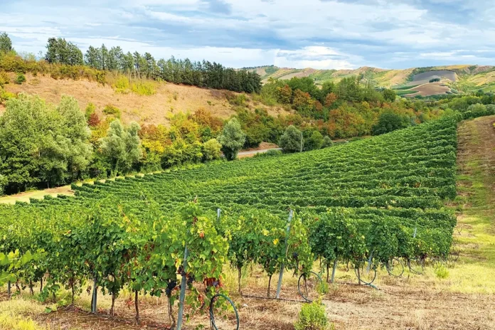 Un vigneto in collina