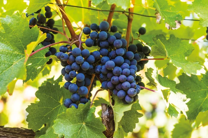 Uve Sangiovese nel vigneto