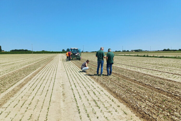 Una sarchiatrice di precisione all'opera in un campo coltivato a cicoria
