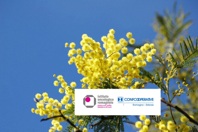 Un ramoscello di mimosa