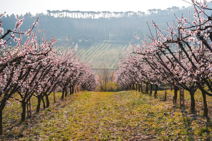 Albicocchi in fiore nella campagna faentina